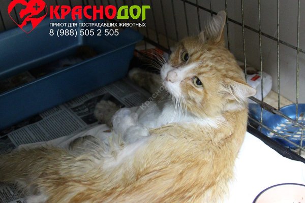 Как зарегистрироваться на кракене из россии