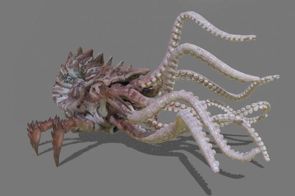 Kraken 12g