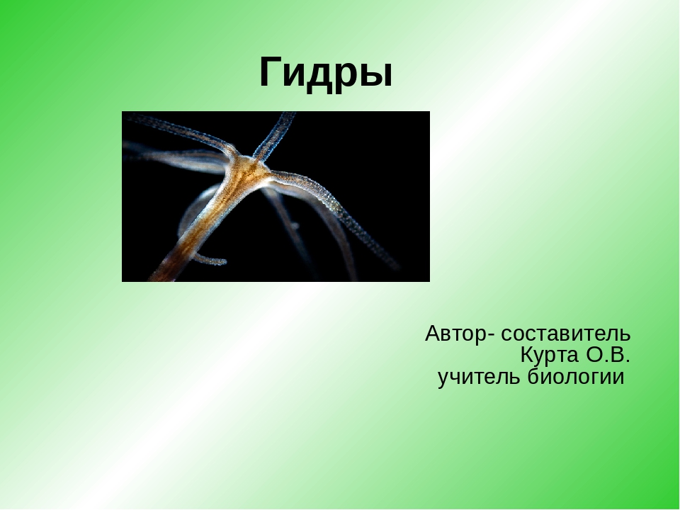 Кракен мп